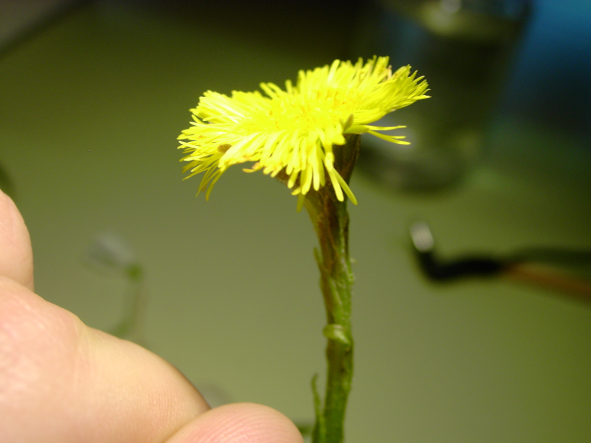 Tussilago farfara 2