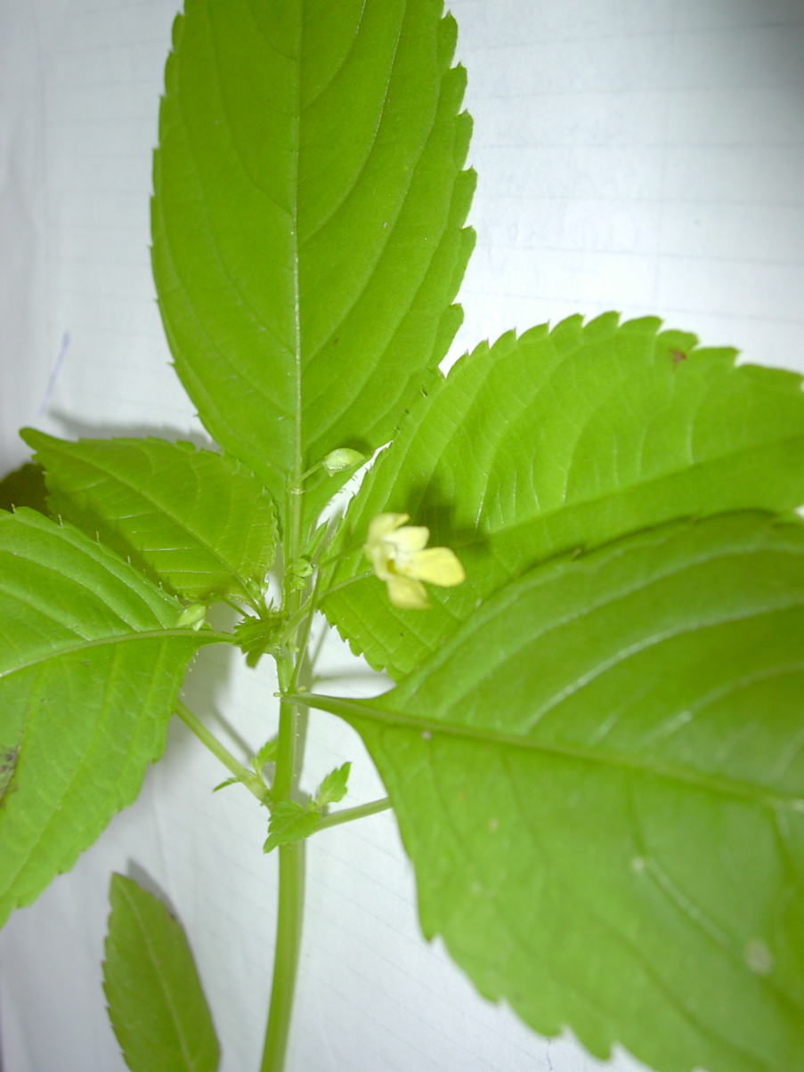 Impatiens parviflora 2