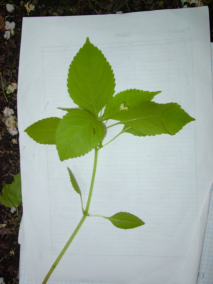 Impatiens parviflora