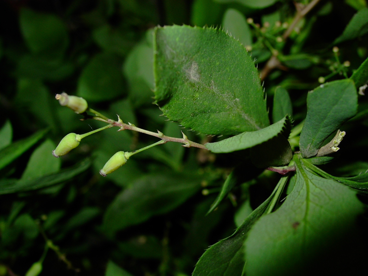 Berberis vulgaris