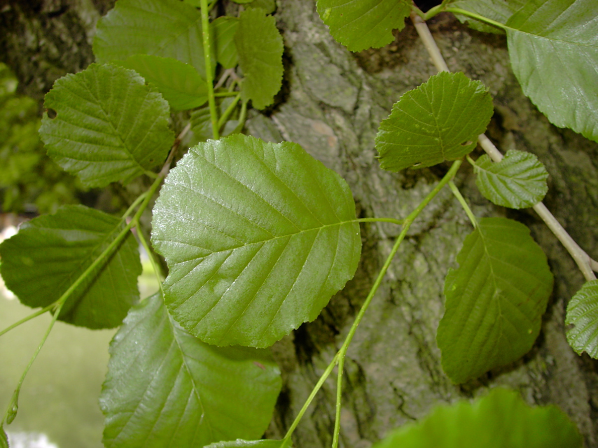 Alnus glutinosa