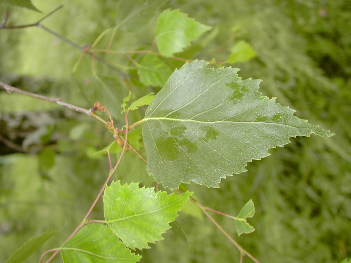 Betula pendula - Laubblatt