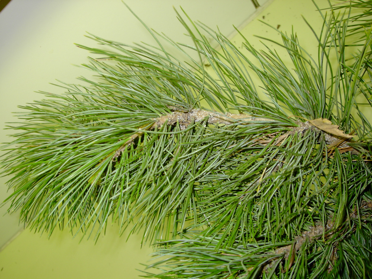 Pinus cembra