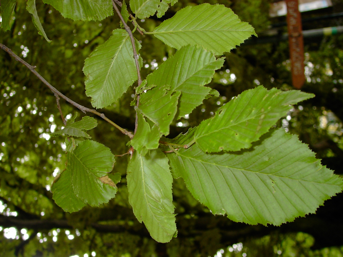 Carpinus betulus Laubblatt 1