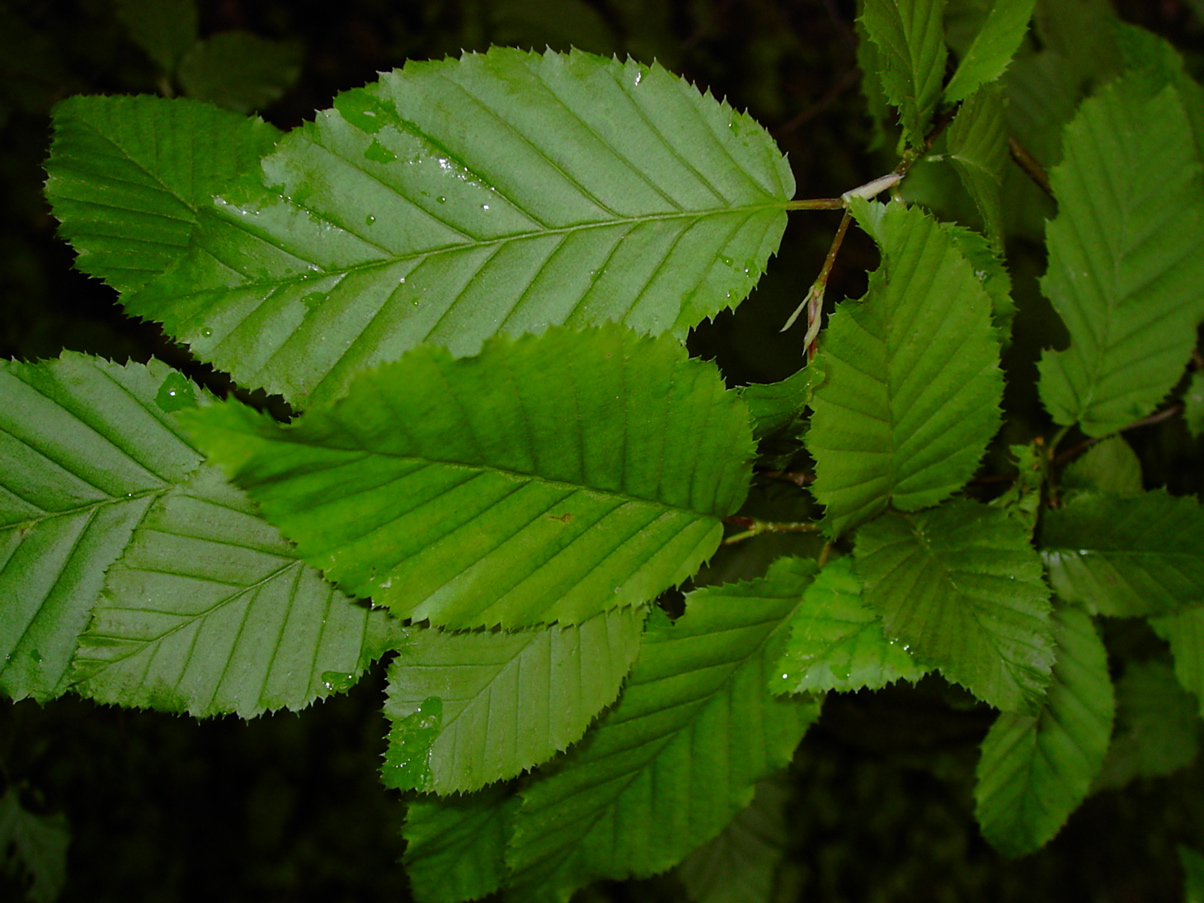 Carpinus betulus Laubblatt 2