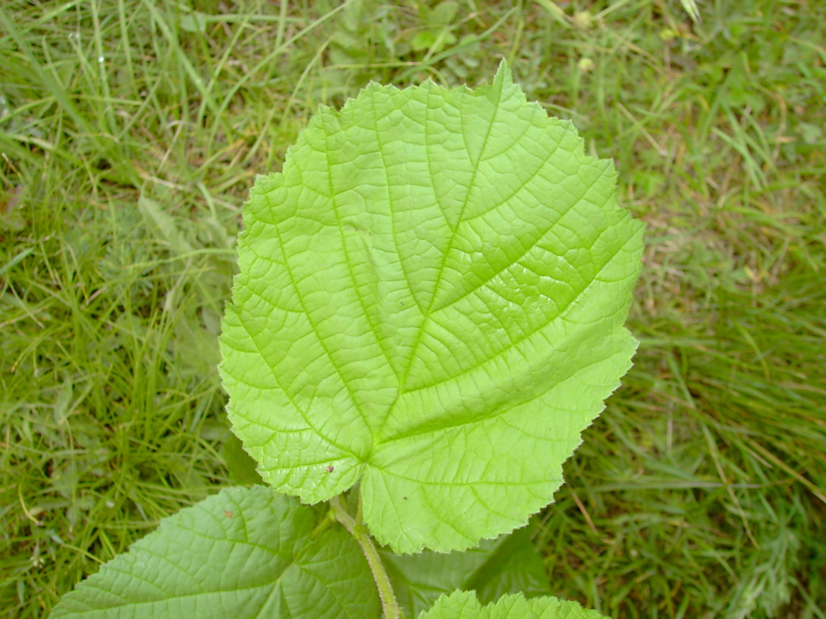 Corylus avellana - Laubblatt