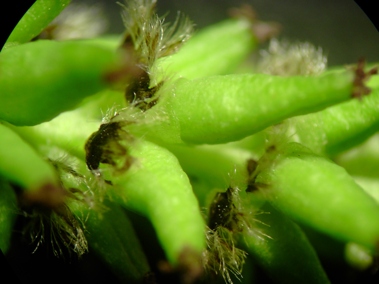 Populus tremula - Infloreszenz 3