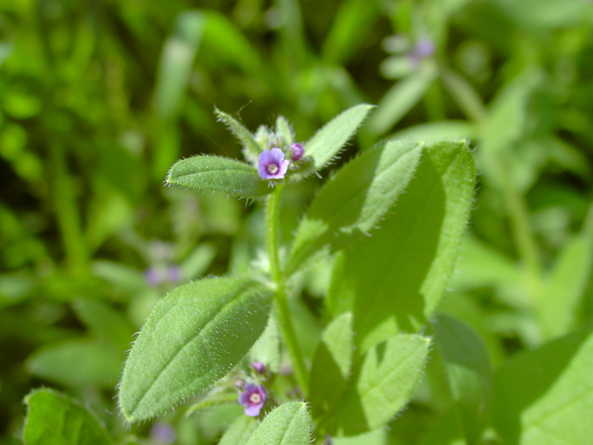 Asperugo procumbens