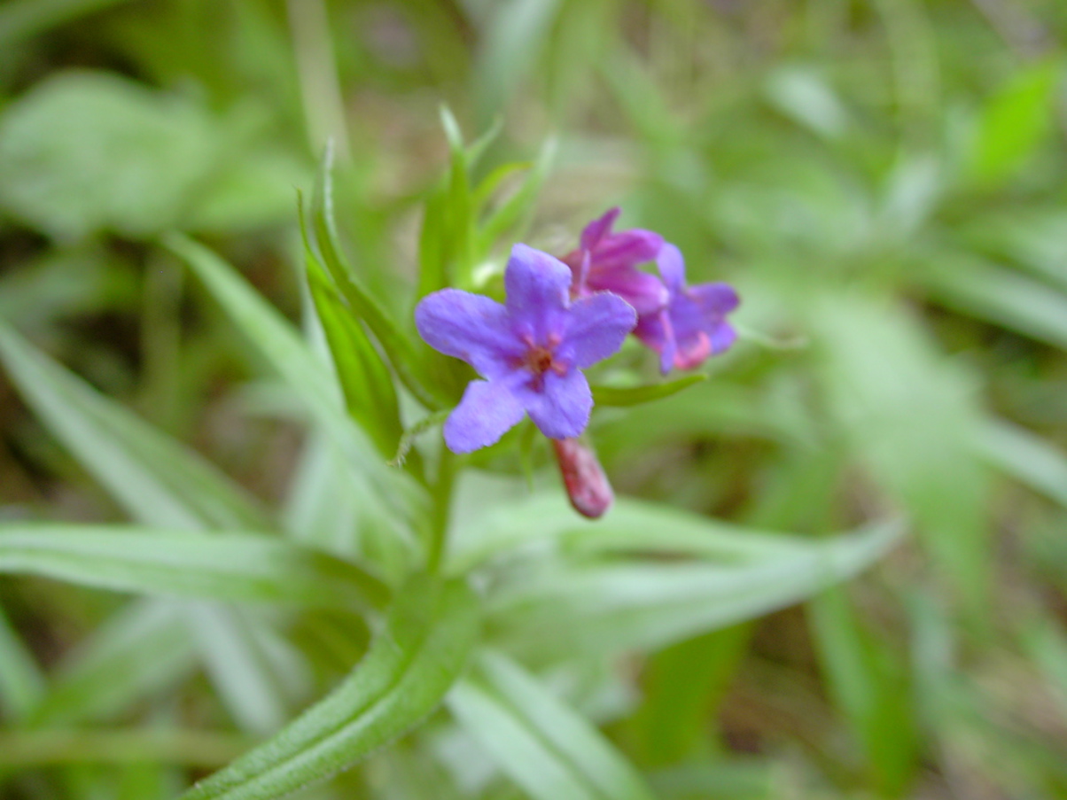 Buglossoides purpurocaerulea