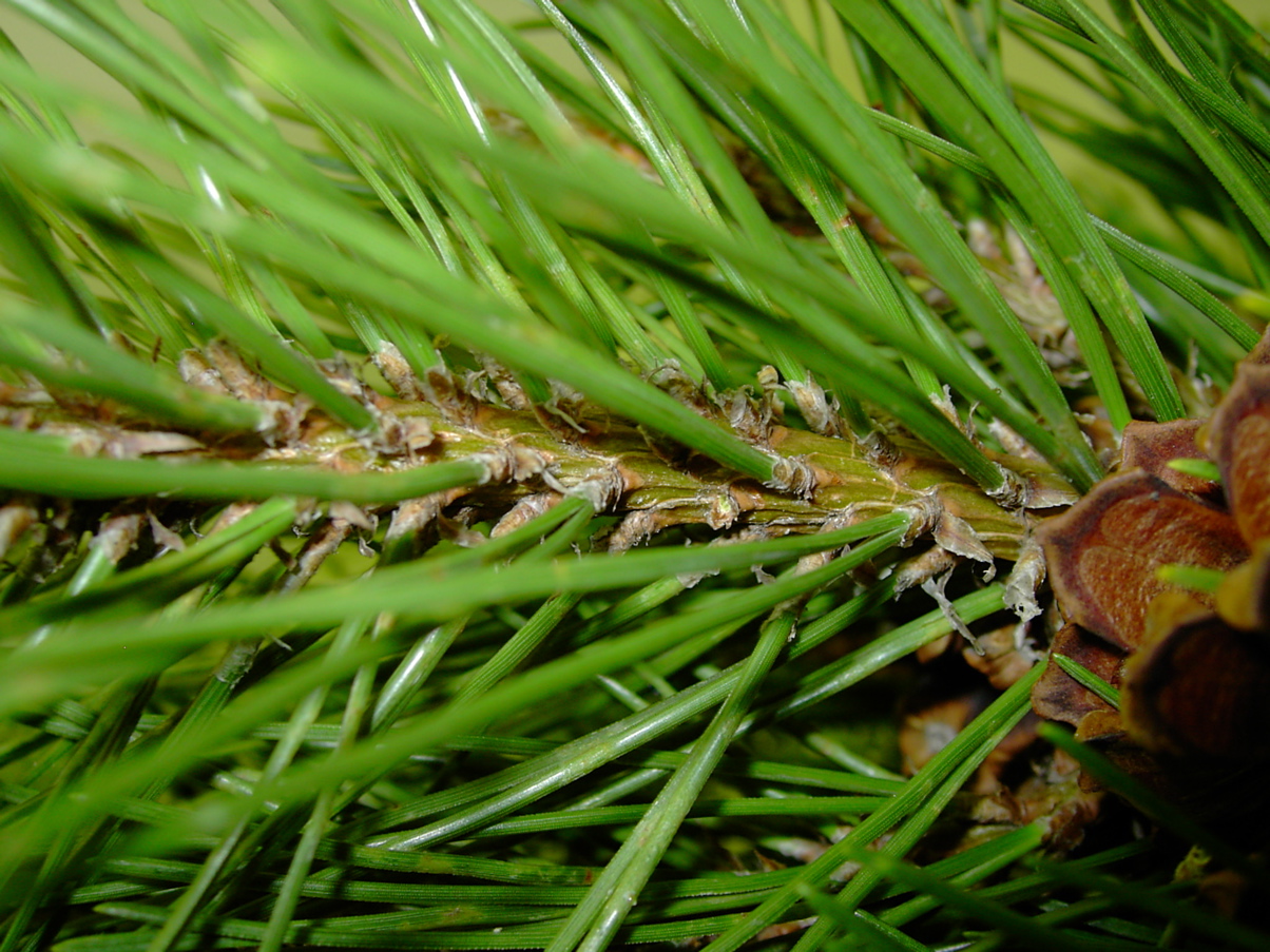 Pinus mugo