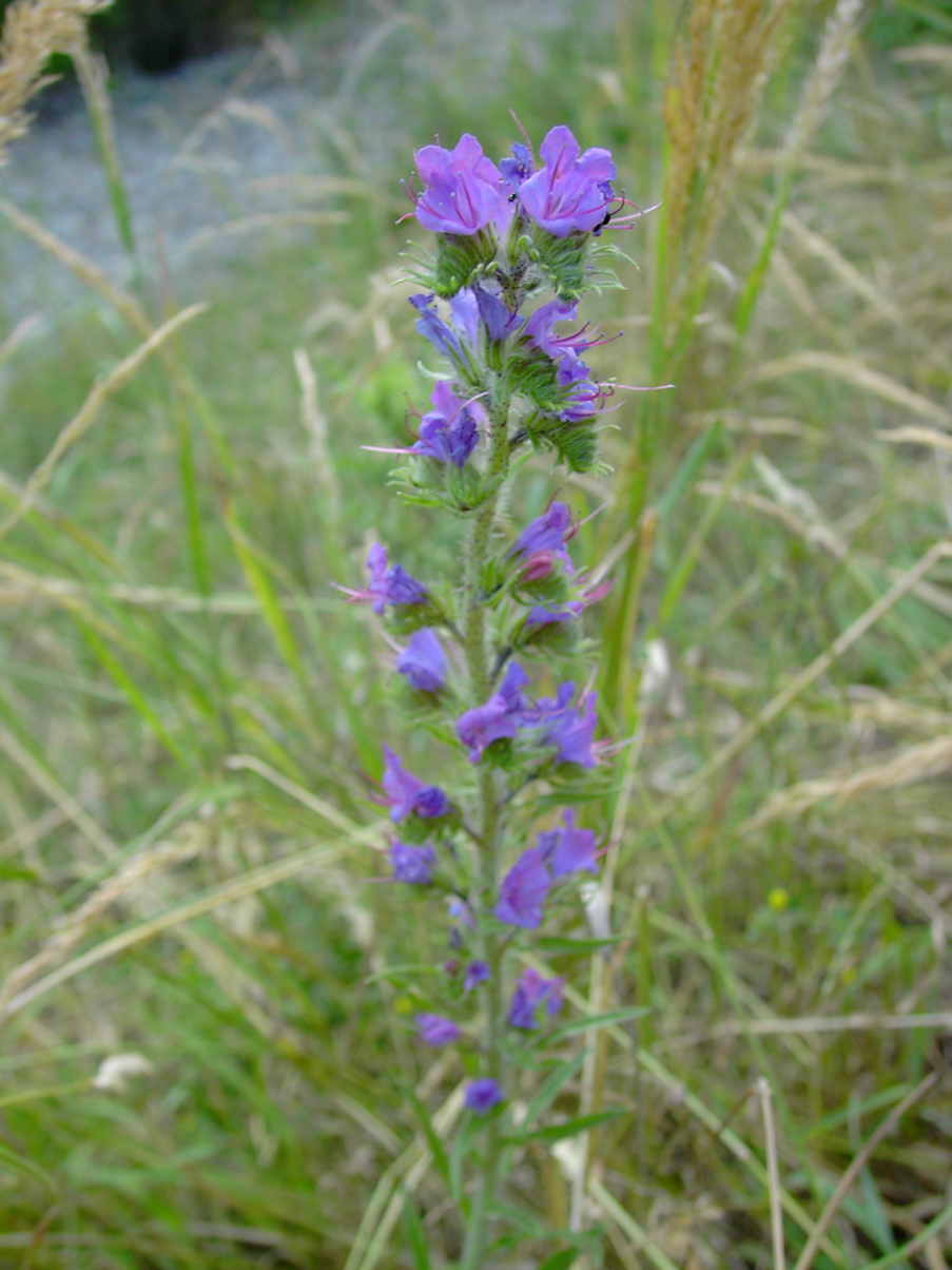 Echium vulgare 1