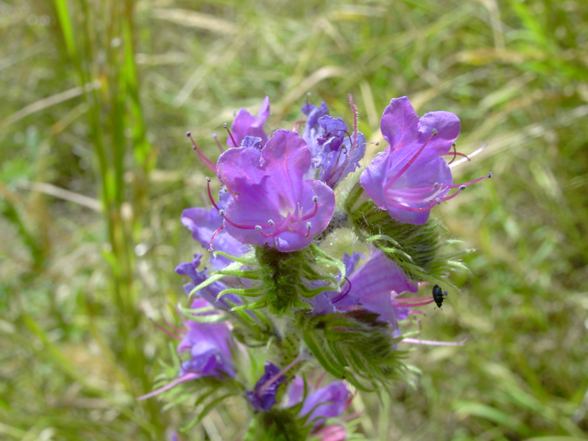 Echium vulgare 2