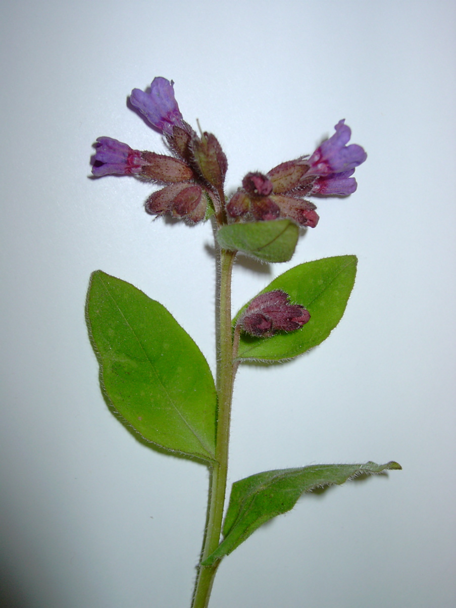 Pulmonaria officinalis