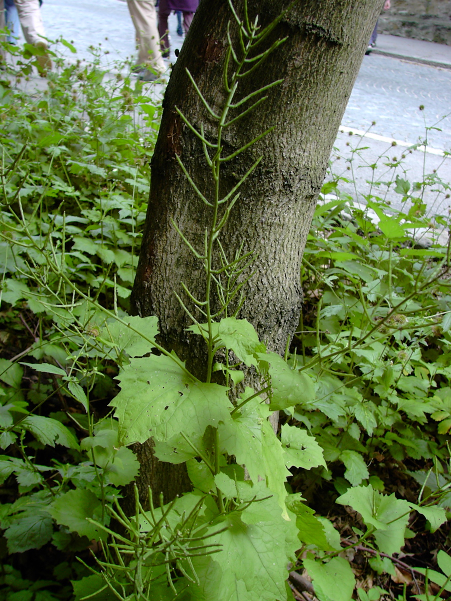 Alliaria petiolata