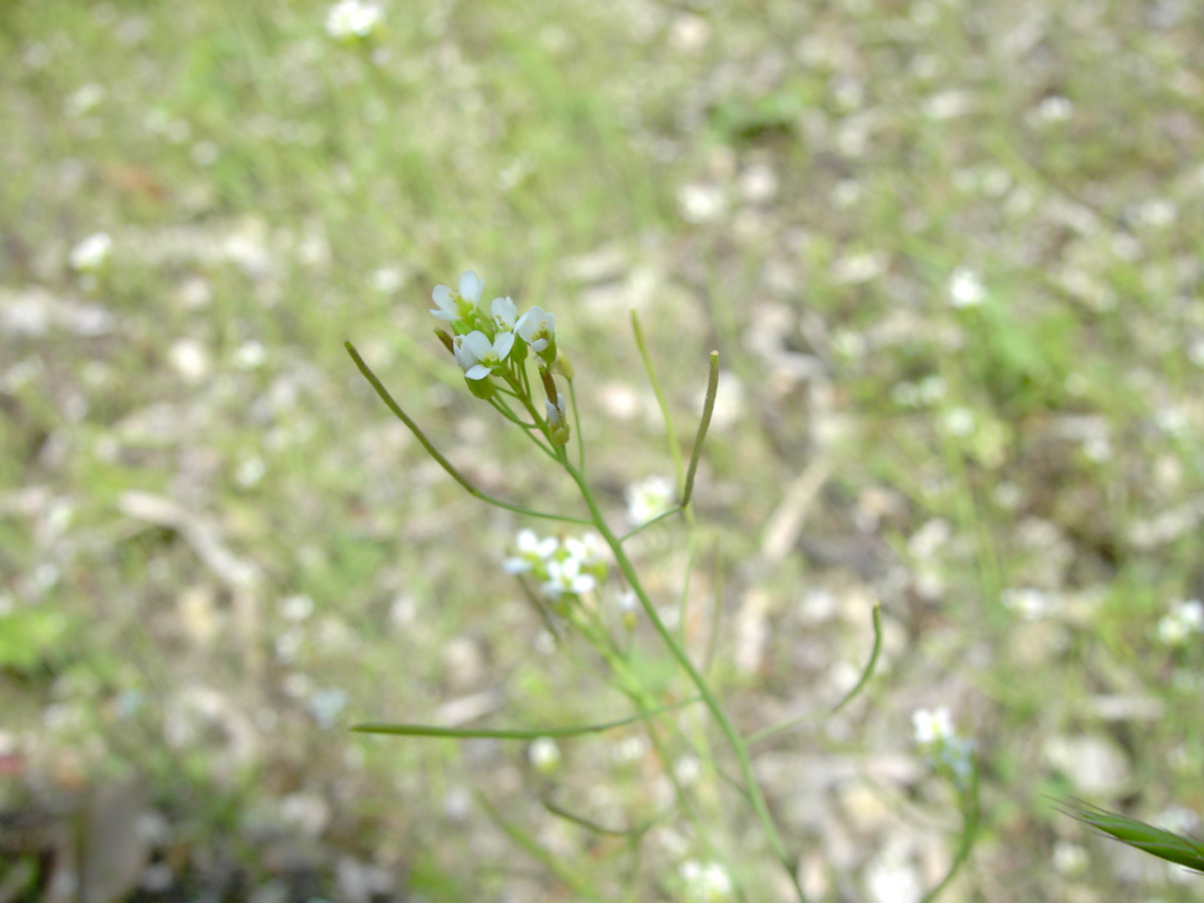 Arabidopsis thaliana