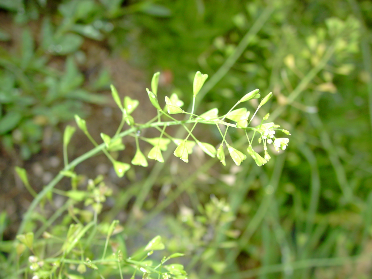 Capsella bursa pastoris - Traube