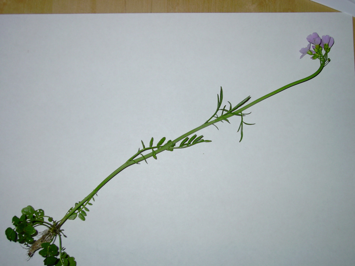 Cardamine pratensis 1