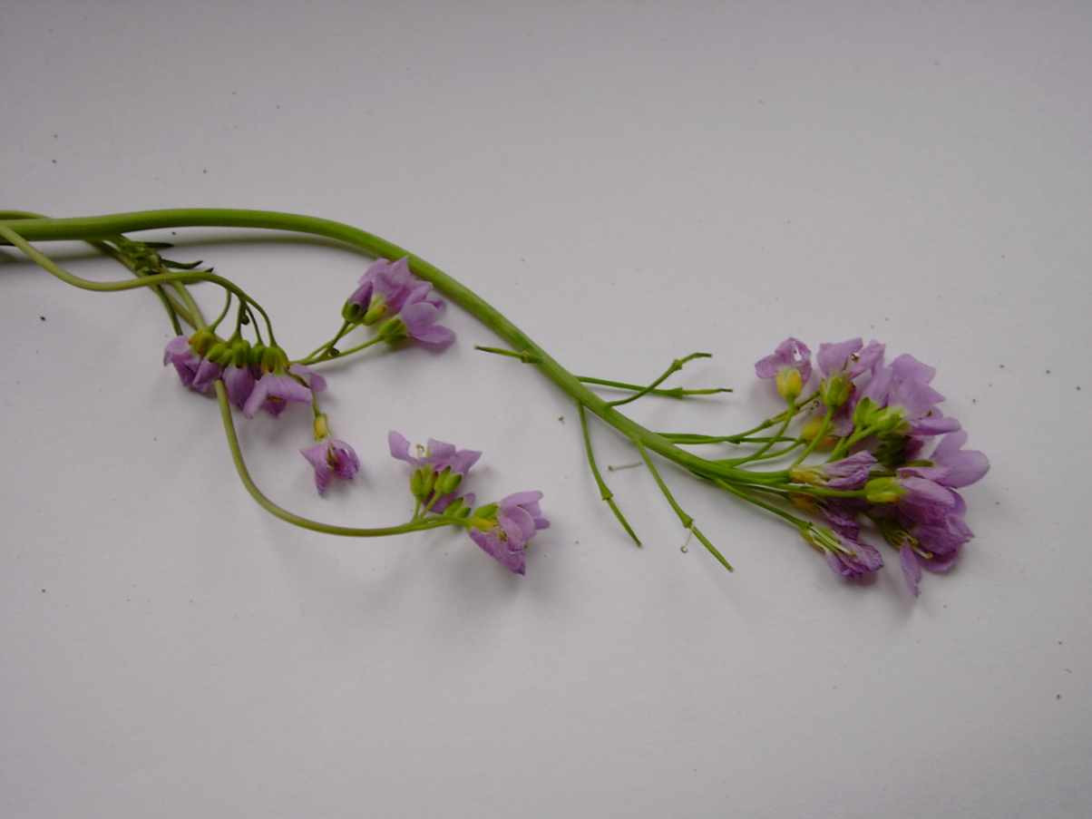 Cardamine pratensis 2