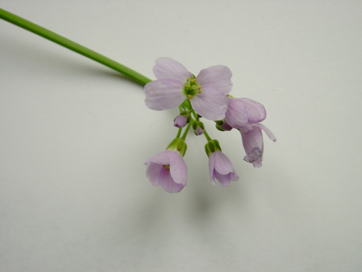 Cardamine pratensis 3