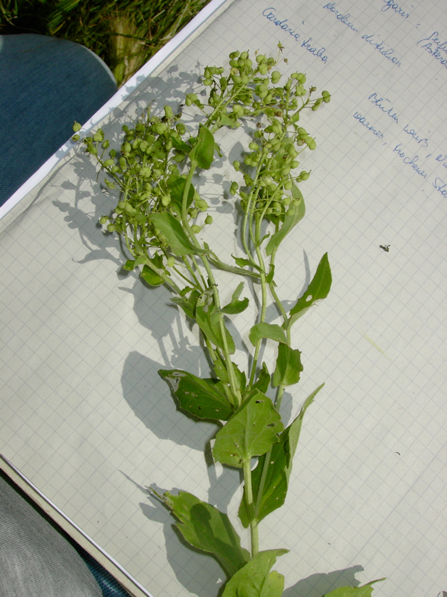 Cardaria draba