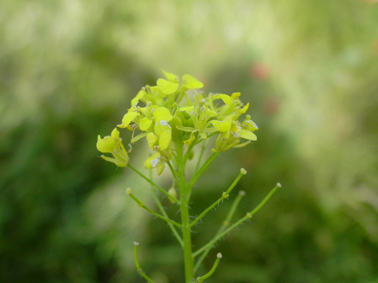 Sisymbrium loeselii