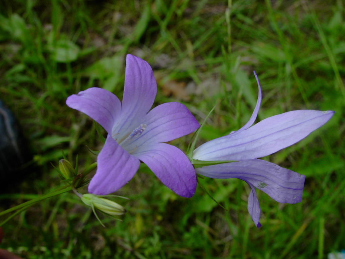 Campanula patula