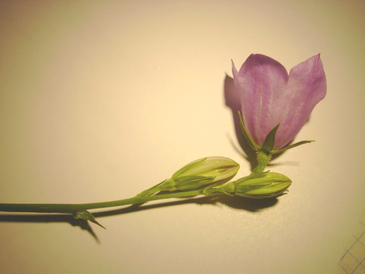 Campanula persicifolia 1