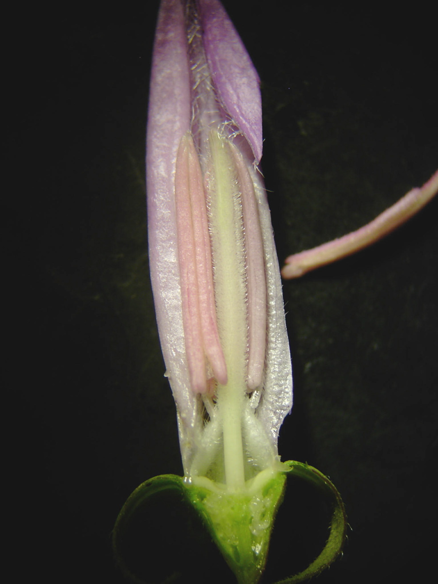 Campanula rapunculoides - Querschnitt Fruchtknoten