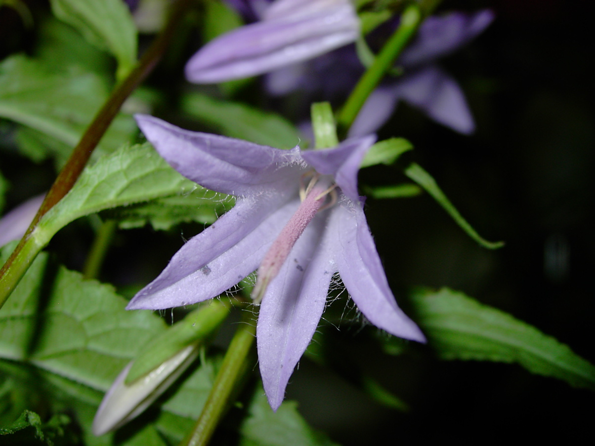 Campanula rapunculoides