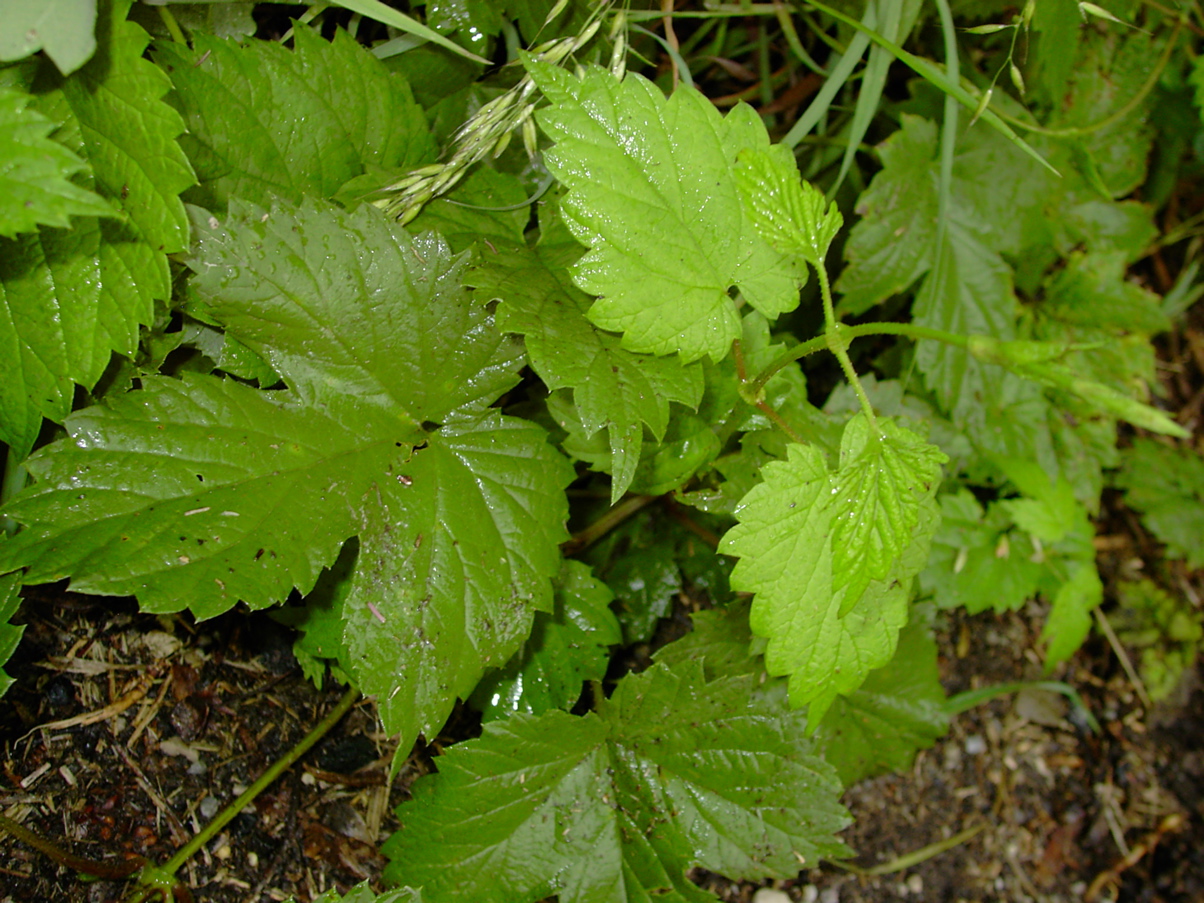 Humulus lupulus