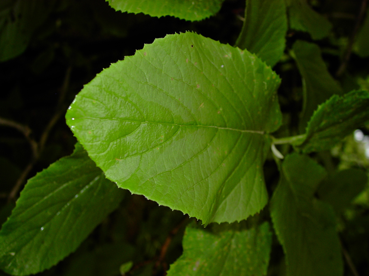 Viburnum lantana - Laubblatt