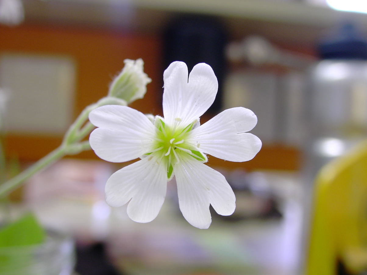 Cerastium sp