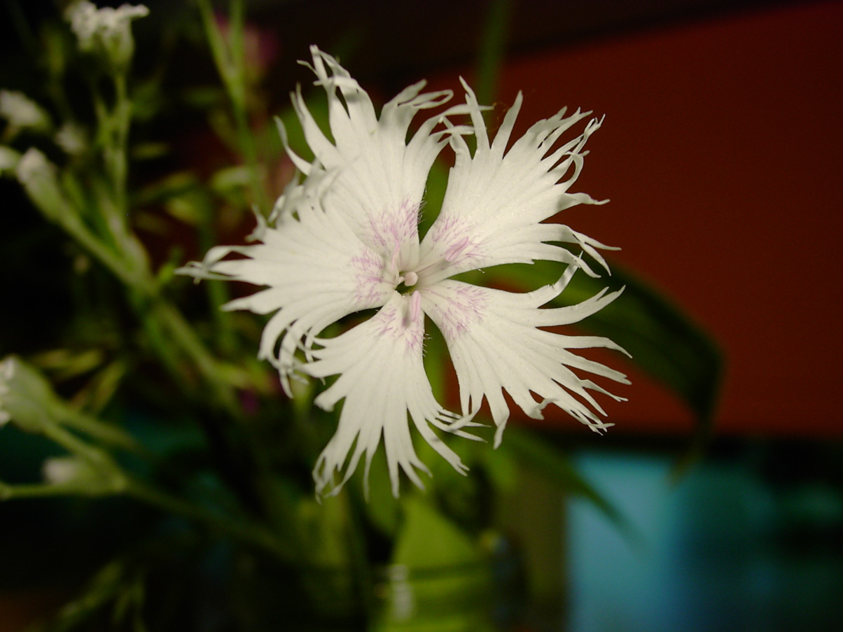 Dianthus plumarius 2